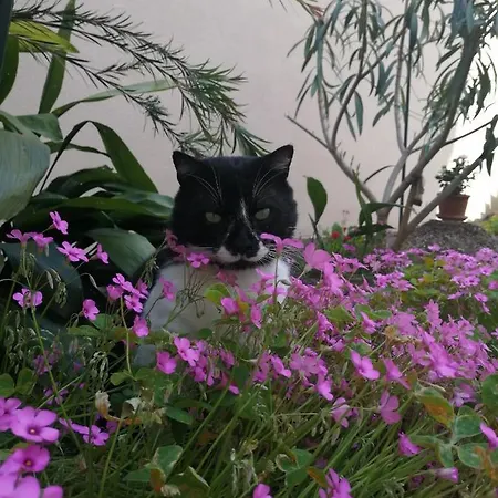 Punta Apartamento Pula