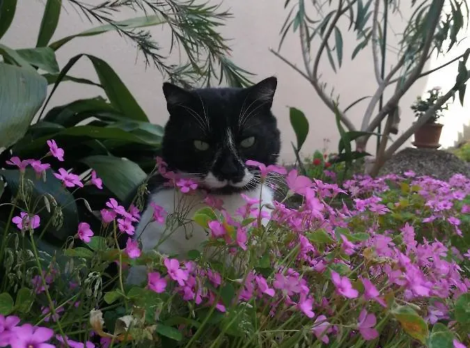 Punta Apartmán Pula